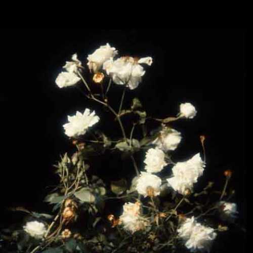 دانلود آهنگ جدید آیسم به نام آسمون چه آبیه