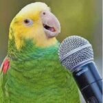 دانلود آهنگ بامداد به نام طوطی