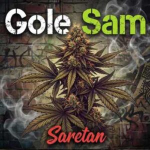 دانلود آهنگ جدید آرش سرطان به نام گل سم