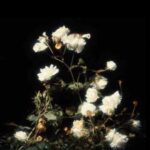 دانلود آهنگ جدید آیسم به نام آسمون چه آبیه