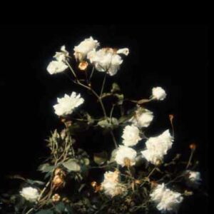 دانلود آهنگ جدید آیسم به نام آسمون چه آبیه